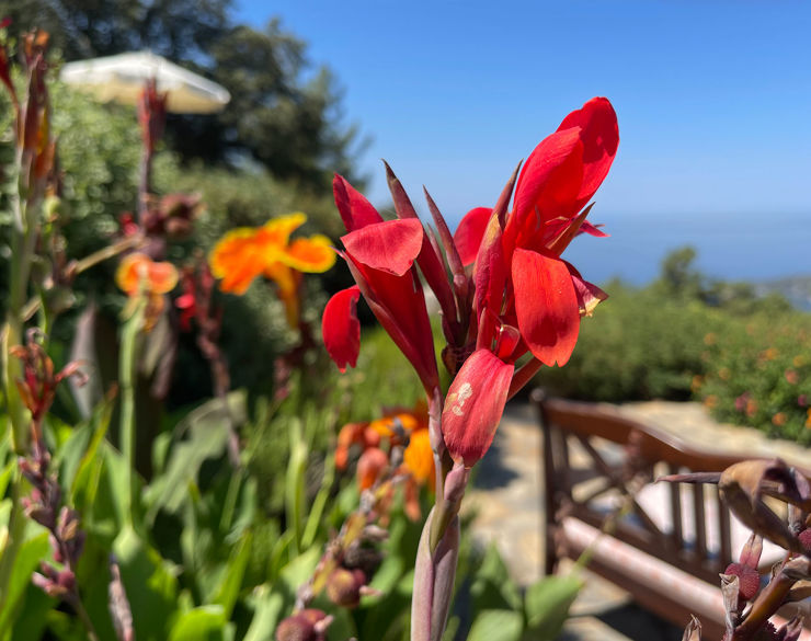 Canna Indica flower close-up