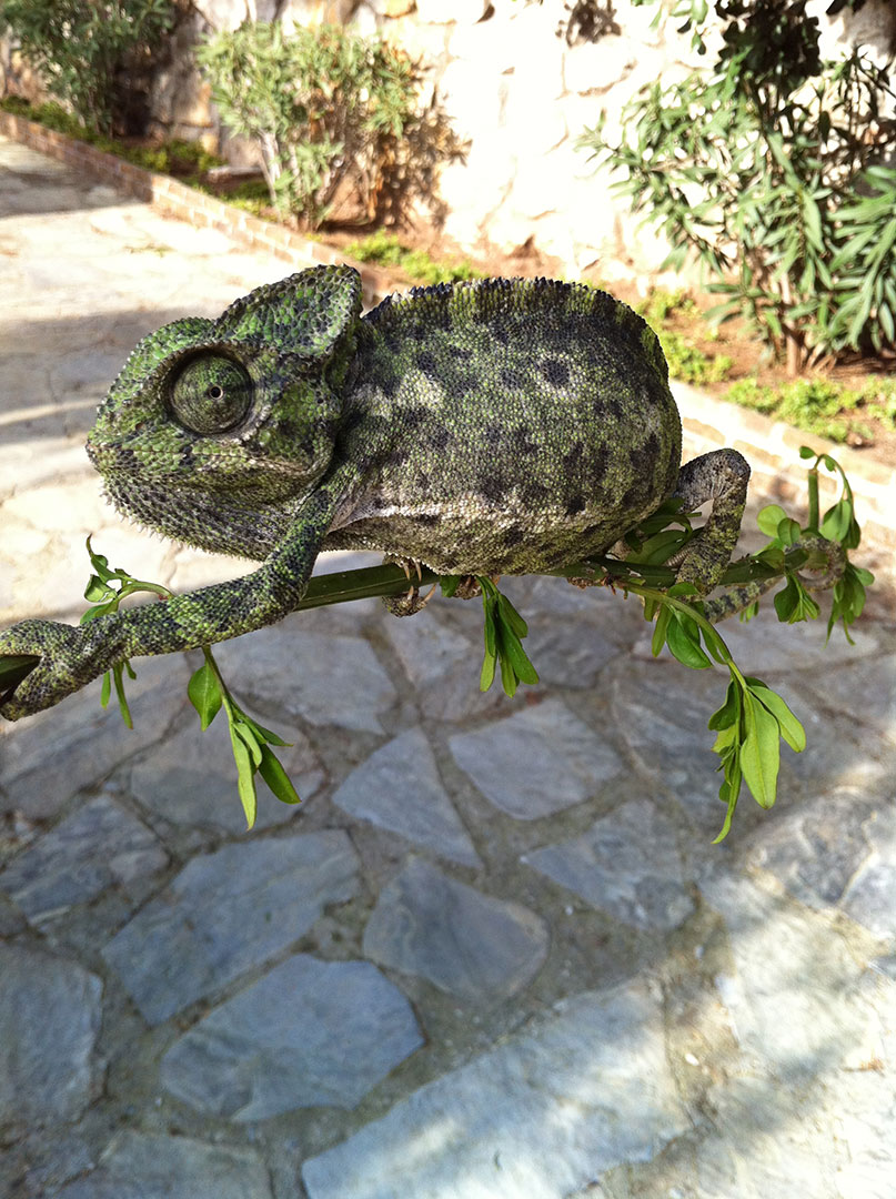A chameleon on a twig