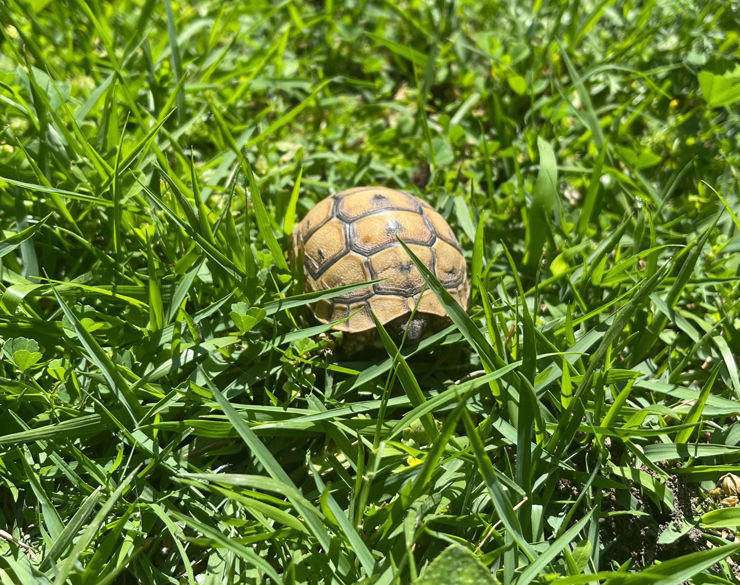 A turtle in the green field