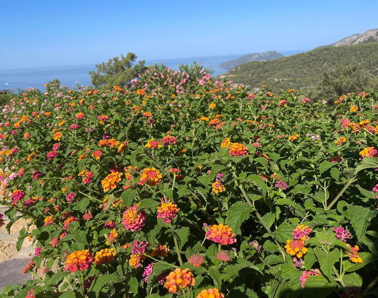 Lantana Camara flowers in the garden