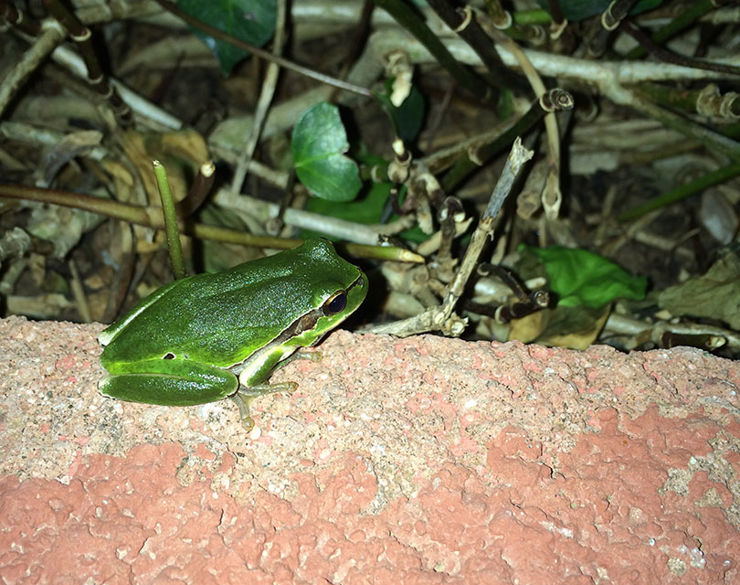 A frog on the sidewalk